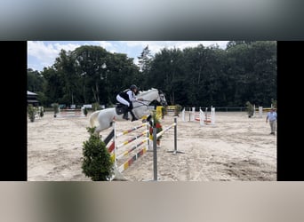 Westfale, Stute, 14 Jahre, 170 cm, Schimmel