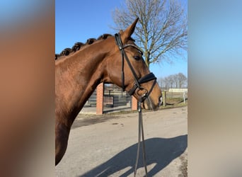 Westfale, Stute, 14 Jahre, 171 cm, Fuchs