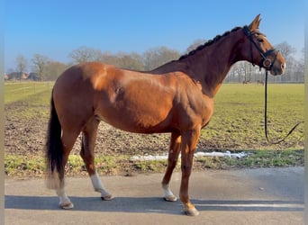 Westfale, Stute, 14 Jahre, 171 cm, Fuchs