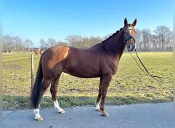 Westfale, Stute, 14 Jahre, 171 cm, Fuchs