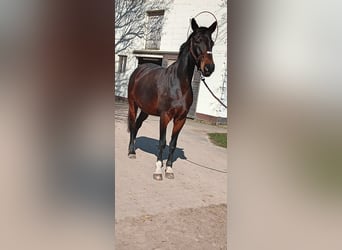 Westfale, Stute, 14 Jahre, 172 cm, Brauner