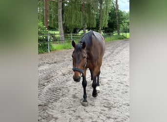 Westfale, Stute, 14 Jahre, 174 cm, Dunkelbrauner