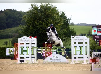 Westfale, Stute, 14 Jahre, 174 cm, Schimmel