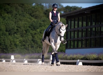 Westfale, Stute, 14 Jahre, 174 cm, Schimmel