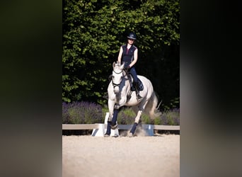 Westfale, Stute, 14 Jahre, 174 cm, Schimmel