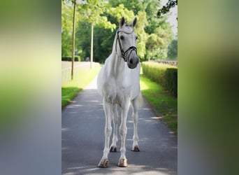 Westfale, Stute, 14 Jahre, 174 cm, Schimmel