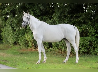 Westfale, Stute, 14 Jahre, 174 cm, Schimmel