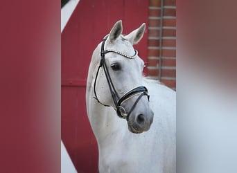 Westfale, Stute, 14 Jahre, 174 cm, Schimmel