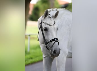 Westfale, Stute, 14 Jahre, 174 cm, Schimmel