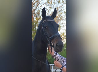 Westfale, Stute, 14 Jahre, 175 cm, Dunkelbrauner