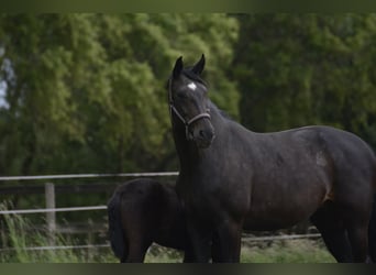 Westfale, Stute, 14 Jahre, 175 cm, Rappe