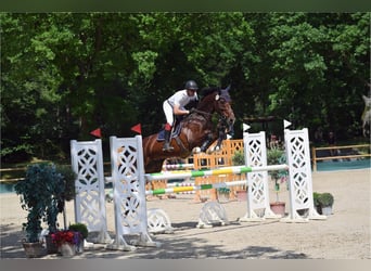 Westfale, Stute, 14 Jahre, 178 cm, Brauner