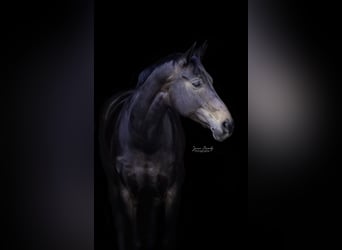 Westfale, Stute, 14 Jahre, 178 cm, Dunkelbrauner