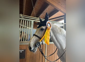 Westfale, Stute, 14 Jahre, Schimmel