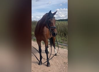 Westfale, Stute, 15 Jahre, 160 cm, Brauner