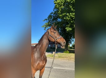 Westfale, Stute, 15 Jahre, 163 cm, Dunkelbrauner