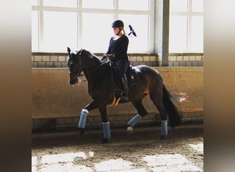 Westfale, Stute, 15 Jahre, 165 cm, Schwarzbrauner