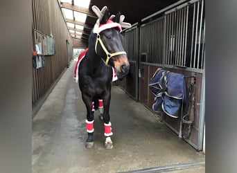 Westfale, Stute, 15 Jahre, 165 cm, Schwarzbrauner