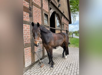 Westfale, Stute, 15 Jahre, 168 cm, Dunkelbrauner