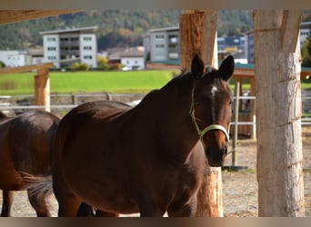 Westfale, Stute, 15 Jahre, 168 cm, Dunkelbrauner