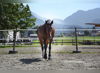 Westfale, Stute, 15 Jahre, 168 cm, Dunkelbrauner