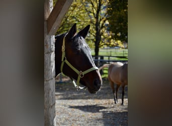 Westfale, Stute, 15 Jahre, 168 cm, Dunkelbrauner