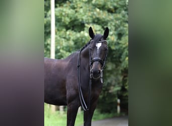 Westfale, Stute, 15 Jahre, 169 cm, Rappe