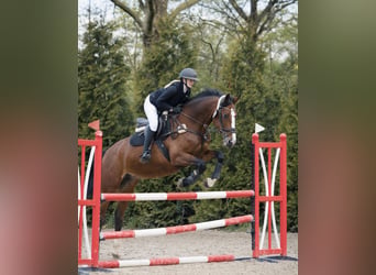 Westfale, Stute, 15 Jahre, 170 cm, Brauner