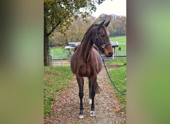 Westfale, Stute, 15 Jahre, 174 cm, Brauner