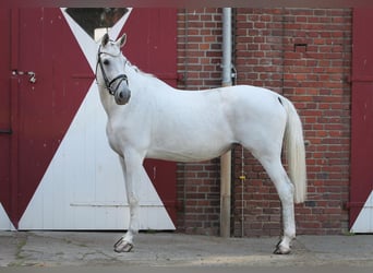 Westfale, Stute, 15 Jahre, 174 cm, Schimmel