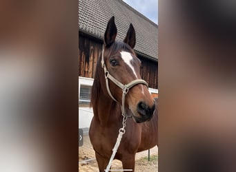 Westfale, Stute, 15 Jahre, 180 cm, Brauner