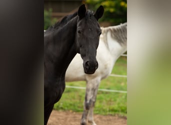 Westfale, Stute, 16 Jahre, 159 cm, Rappe