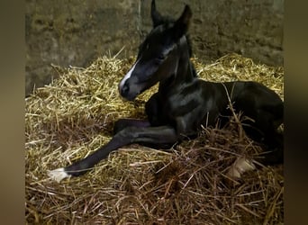 Westfale, Stute, 16 Jahre, 159 cm, Rappe