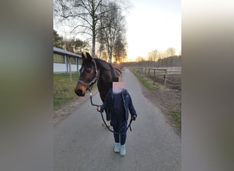 Westfale, Stute, 16 Jahre, 163 cm, Brauner