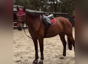 Westfale, Stute, 16 Jahre, 163 cm, Brauner
