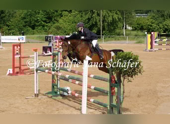 Westfale, Stute, 16 Jahre, 163 cm, Brauner