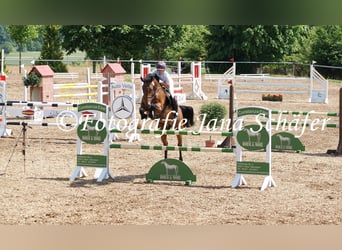 Westfale, Stute, 16 Jahre, 163 cm, Brauner