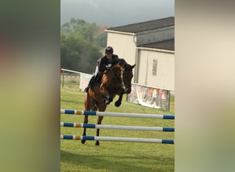 Westfale, Stute, 16 Jahre, 163 cm, Brauner