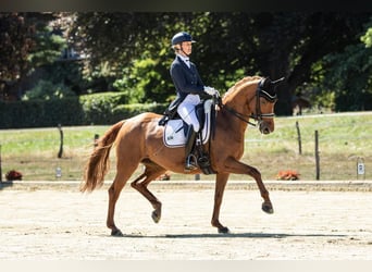 Westfale, Stute, 16 Jahre, 163 cm