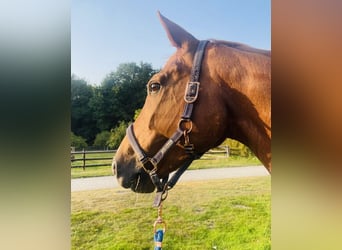 Westfale, Stute, 16 Jahre, 163 cm, Fuchs