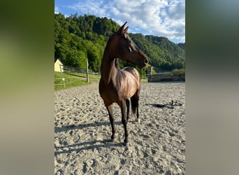 Westfale, Stute, 16 Jahre, 164 cm, Brauner