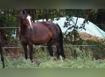 Westfale, Stute, 16 Jahre, 164 cm, Dunkelbrauner