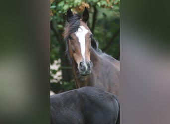 Westfale, Stute, 16 Jahre, 164 cm, Dunkelbrauner