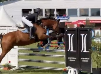 Westfale, Stute, 16 Jahre, 165 cm, Brauner