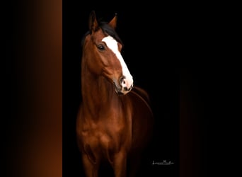 Westfale, Stute, 16 Jahre, 166 cm, Brauner