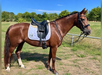 Westfale, Stute, 16 Jahre, 166 cm, Dunkelfuchs