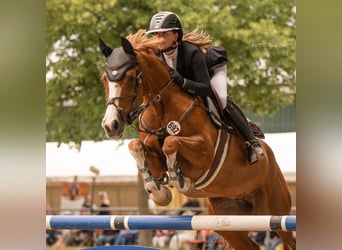 Westfale, Stute, 16 Jahre, 167 cm, Fuchs