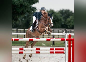 Westfale, Stute, 16 Jahre, 167 cm, Fuchs
