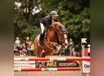Westfale, Stute, 16 Jahre, 167 cm, Fuchs