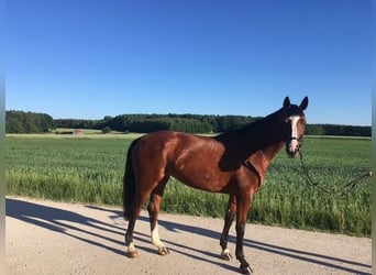 Westfale, Stute, 16 Jahre, 168 cm, Brauner